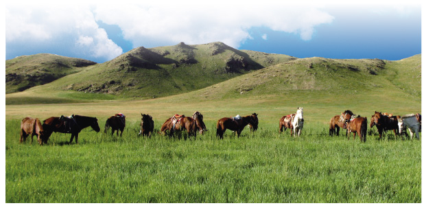 NS乳酸菌｜モンゴル平原